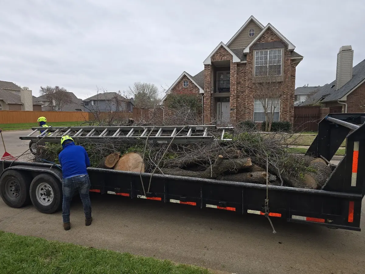 Expert Tree Pest Control with proper safety equipment in Taft